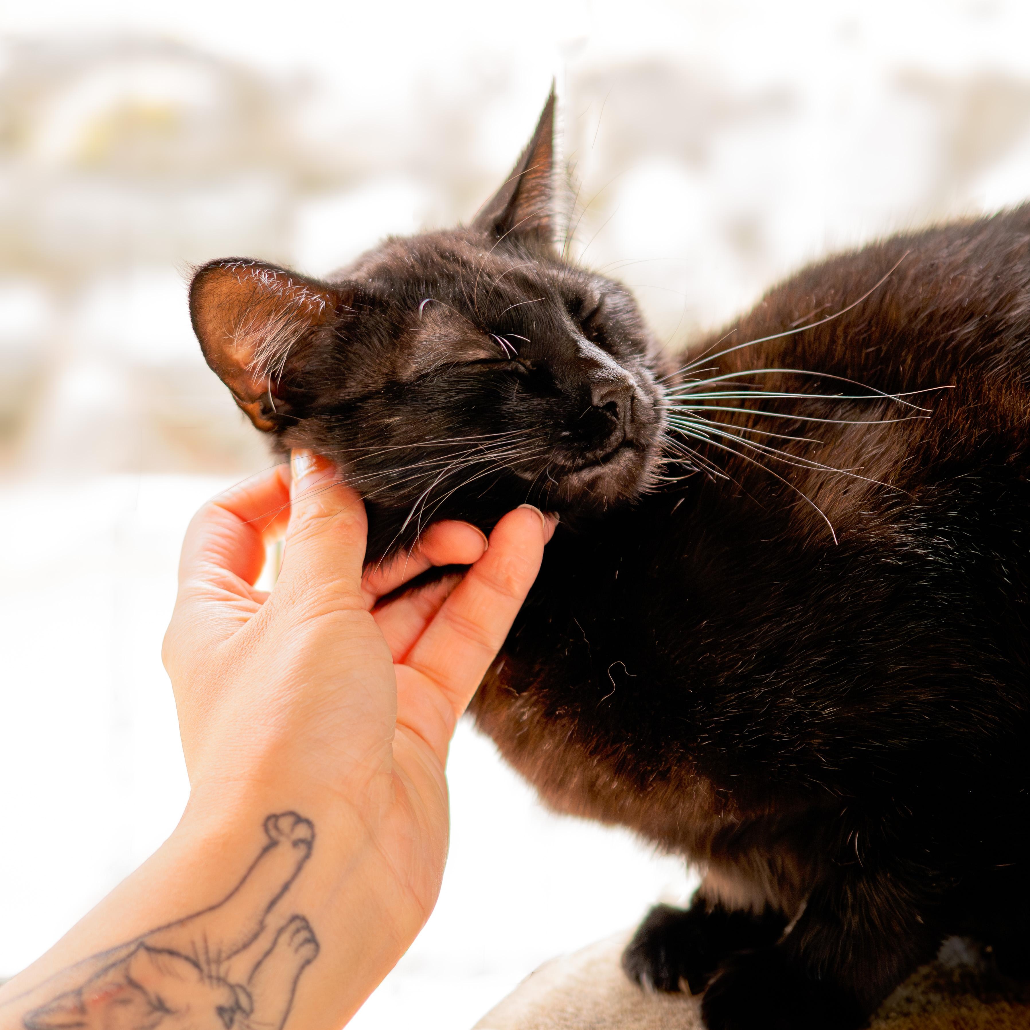 Solstice, a ADOPTABLE Domestic Short Hair in Friday Harbor, WA image 2/6
