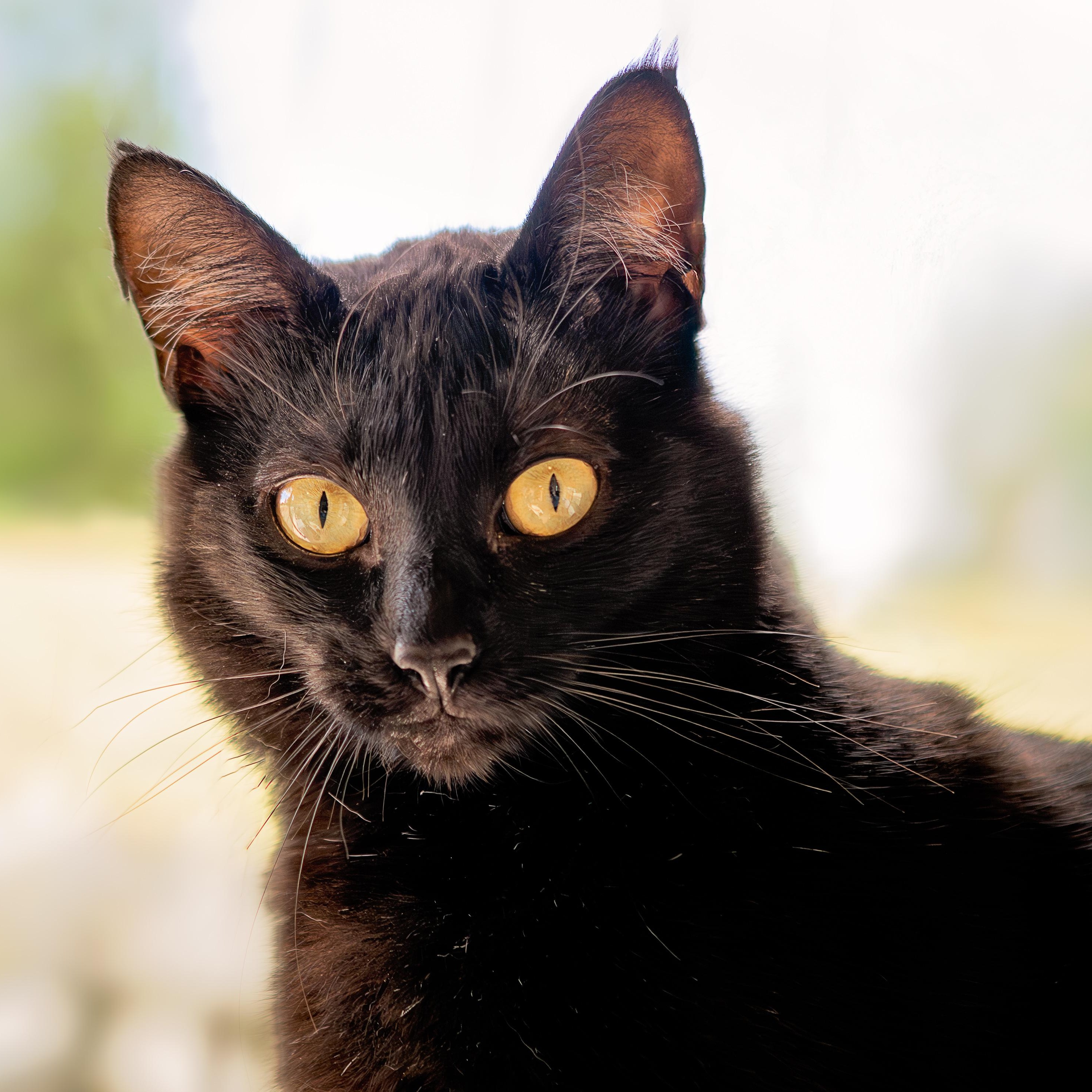 Solstice, ADOPTABLE, Adult Female Domestic Short Hair.
