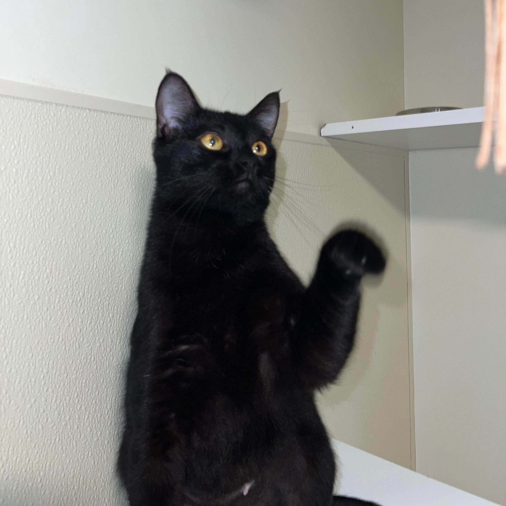 Mocha, a ADOPTABLE Domestic Short Hair in Friday Harbor, WA image 2/3