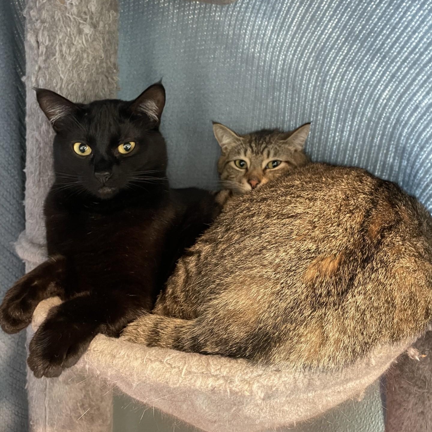 Mocha, a ADOPTABLE Domestic Short Hair in Friday Harbor, WA image 6/6