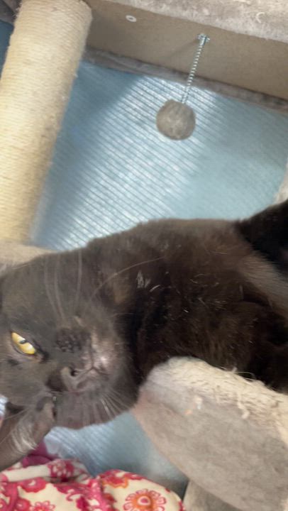 Enlarge Mocha, a ADOPTABLE Domestic Short Hair in Friday Harbor, WA video 3/6