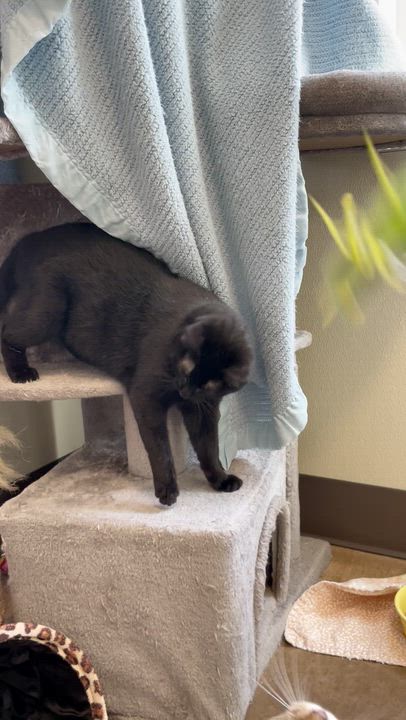 Enlarge Mocha, a ADOPTABLE Domestic Short Hair in Friday Harbor, WA video 2/4