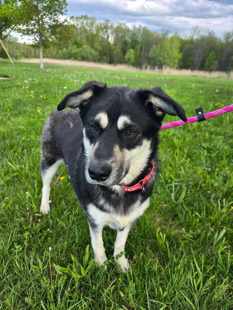Bluey, a Adoptable mixed breed in North Syracuse, NY image 1/4