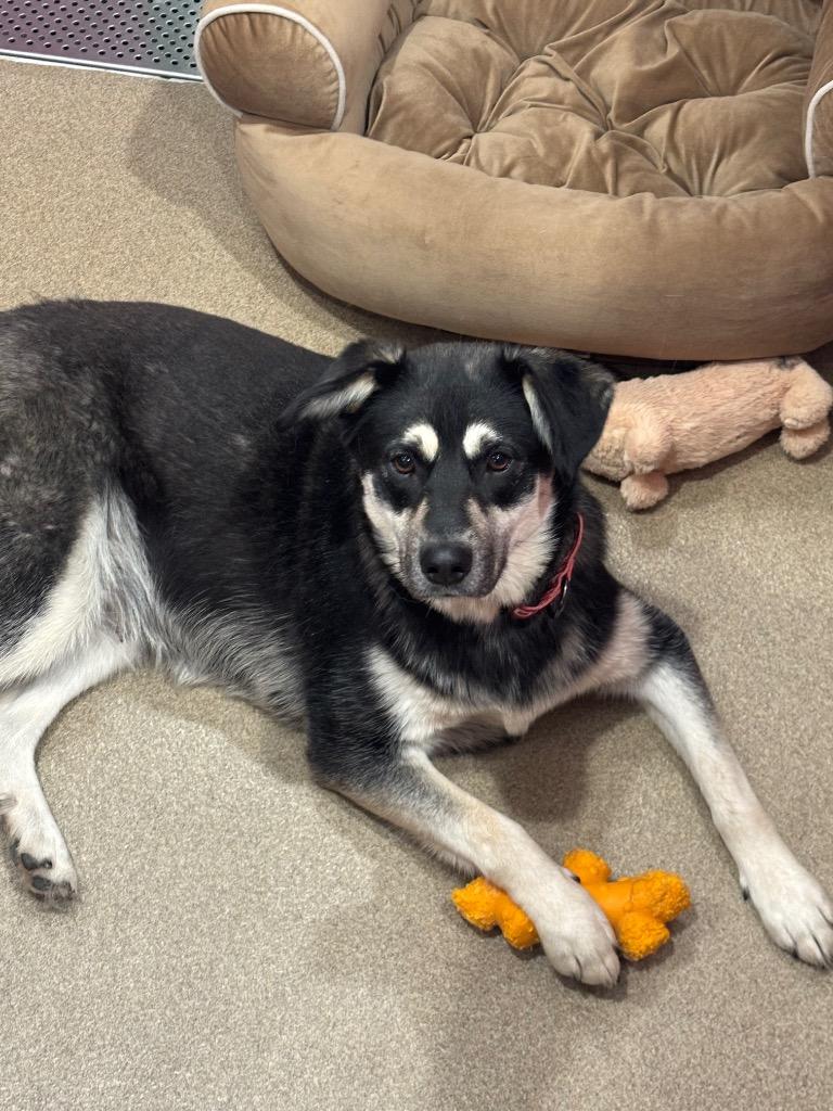Bluey, a Adoptable mixed breed in North Syracuse, NY image 2/4