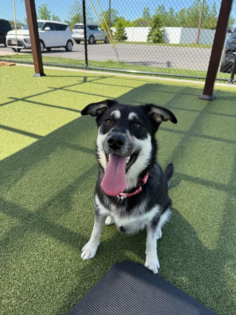 Bluey, a Adoptable mixed breed in North Syracuse, NY image 3/4