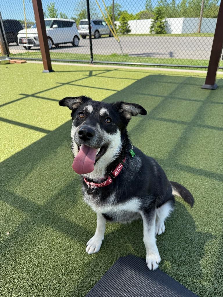 Bluey, a Adoptable mixed breed in North Syracuse, NY image 4/4