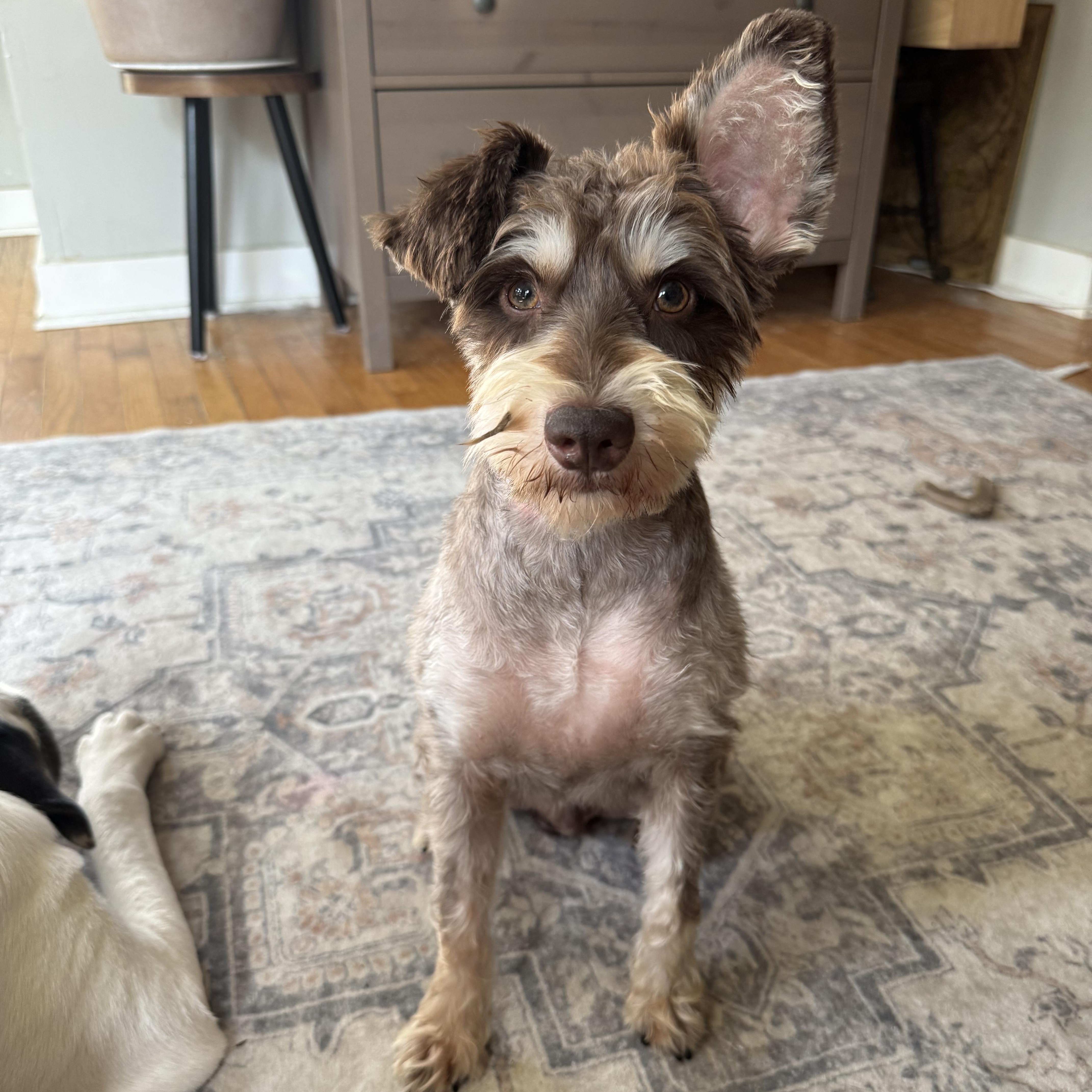 Brooks, Adopted, Young Male Miniature Schnauzer.