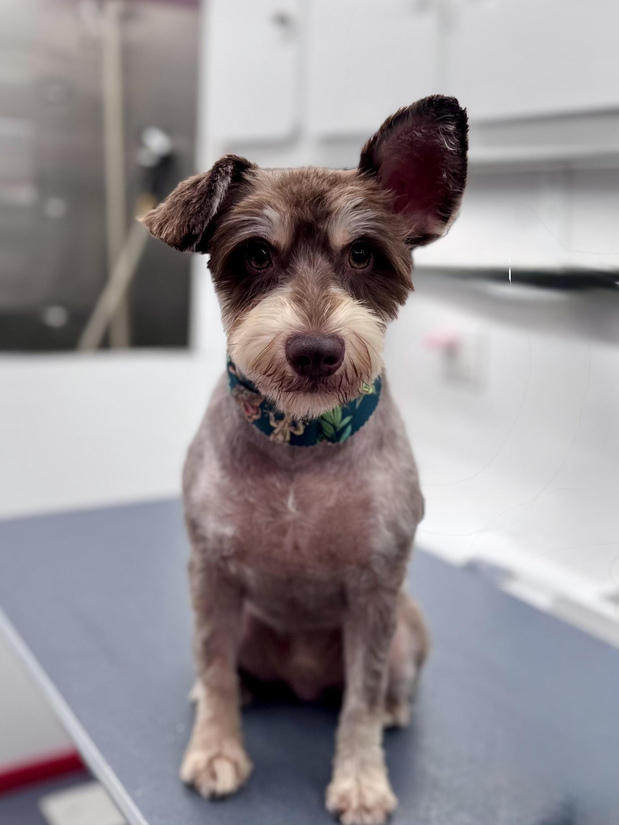 Enlarge Brooks, a Adopted mixed breed in Monroe, NC image 2/2
