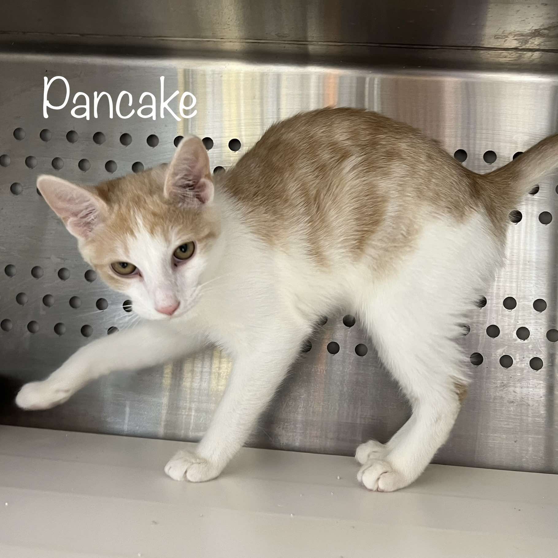Enlarge Pancake, a Adopted Domestic Short Hair in Oak Ridge, TN image 1/3