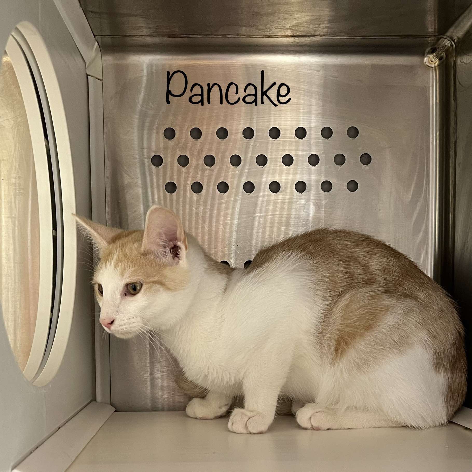 Enlarge Pancake, a Adopted Domestic Short Hair in Oak Ridge, TN image 3/3
