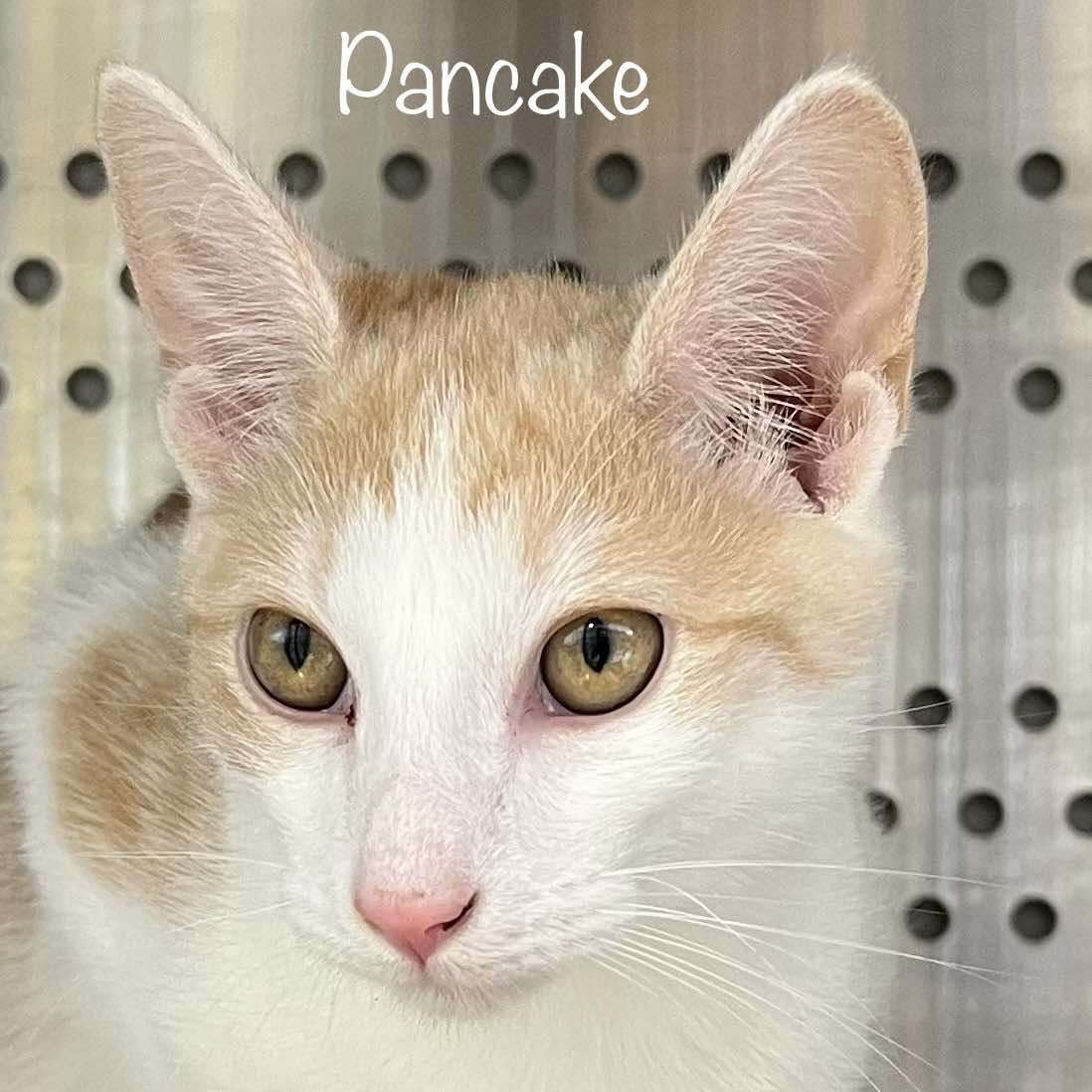 Enlarge Pancake, a Adopted Domestic Short Hair in Oak Ridge, TN image 2/3
