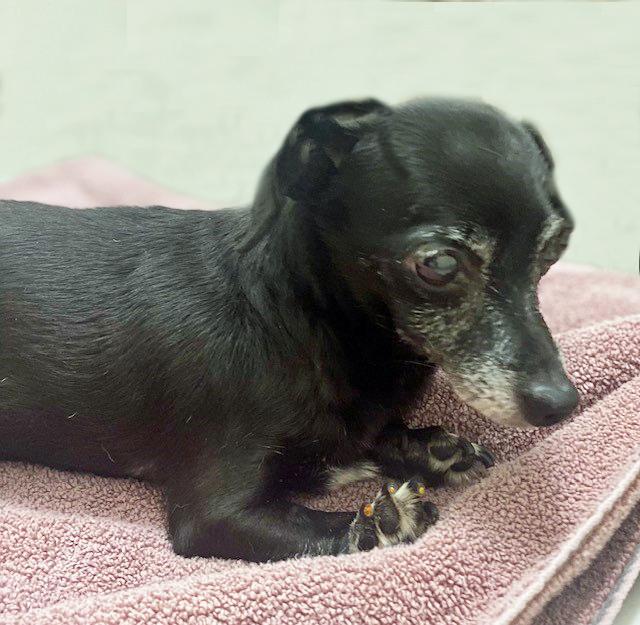 Enlarge MAMAS, a Adoptable Chihuahua in Tucson, AZ image 1/2