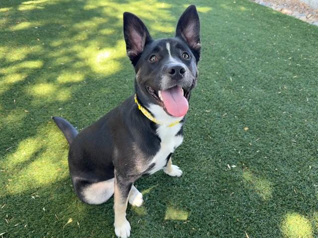 KENNEDY, Adoptable, Young Female German Shepherd Dog & Pit Bull Terrier.