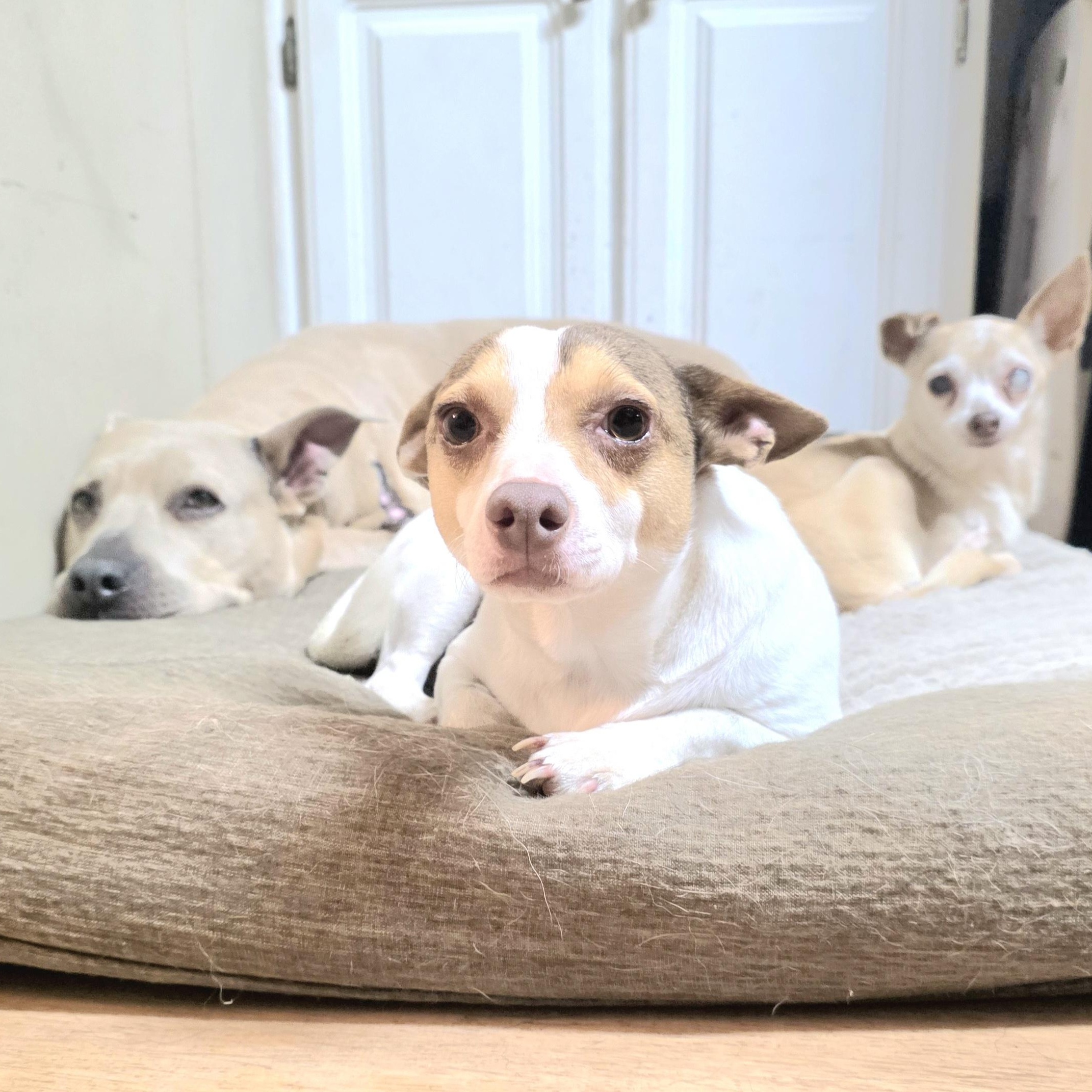 Enlarge Vicky, a Adoptable mixed breed in Canton, MA image 2/5