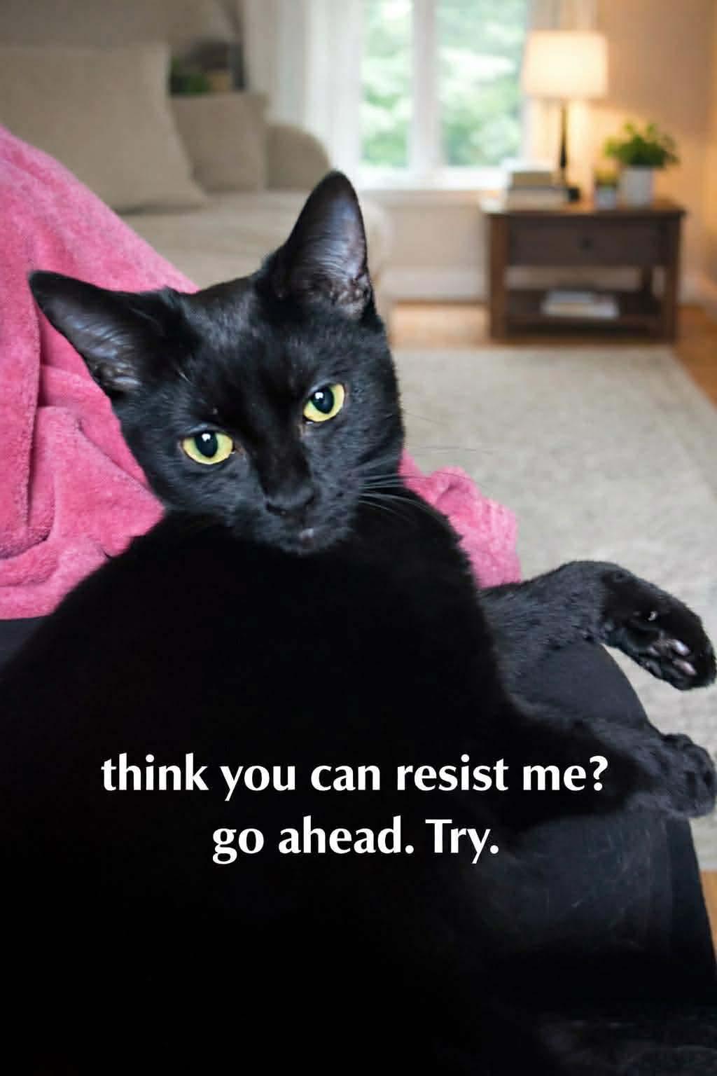 Fifi , a Adoptable mixed breed in Fort Oglethorpe, GA image 2/6