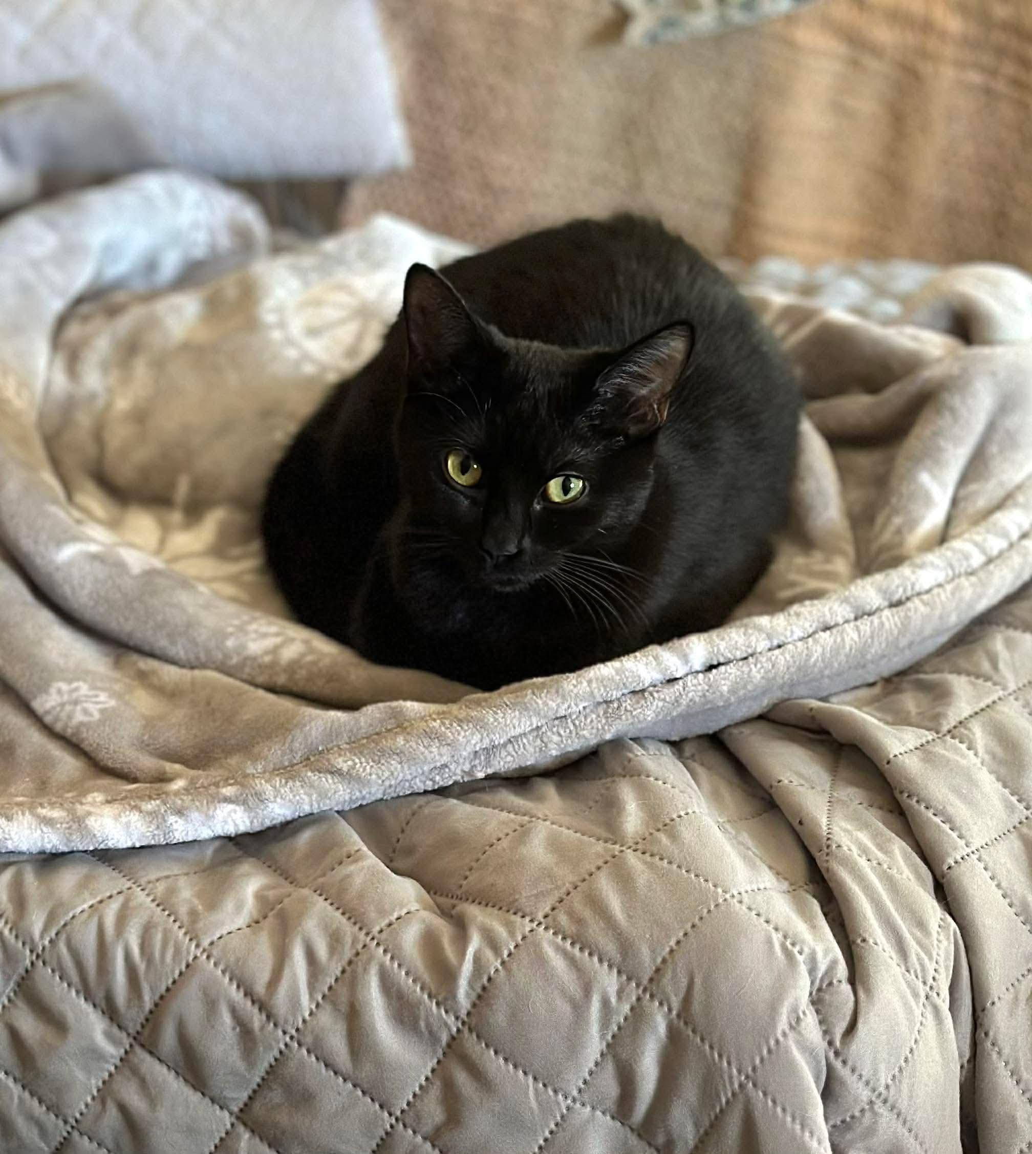 Fifi , a Adoptable mixed breed in Fort Oglethorpe, GA image 5/6