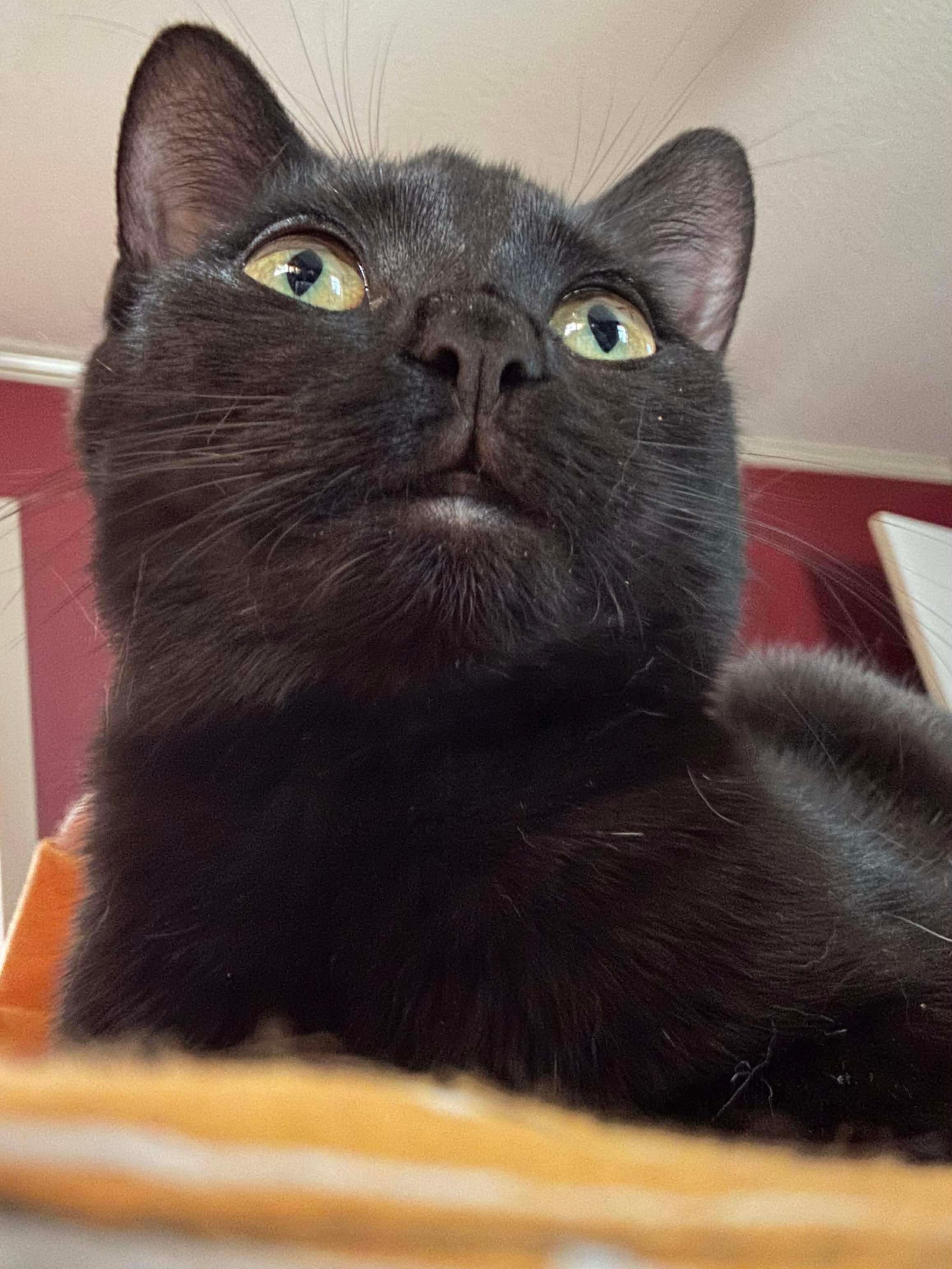 Fifi , a Adoptable mixed breed in Fort Oglethorpe, GA image 3/6