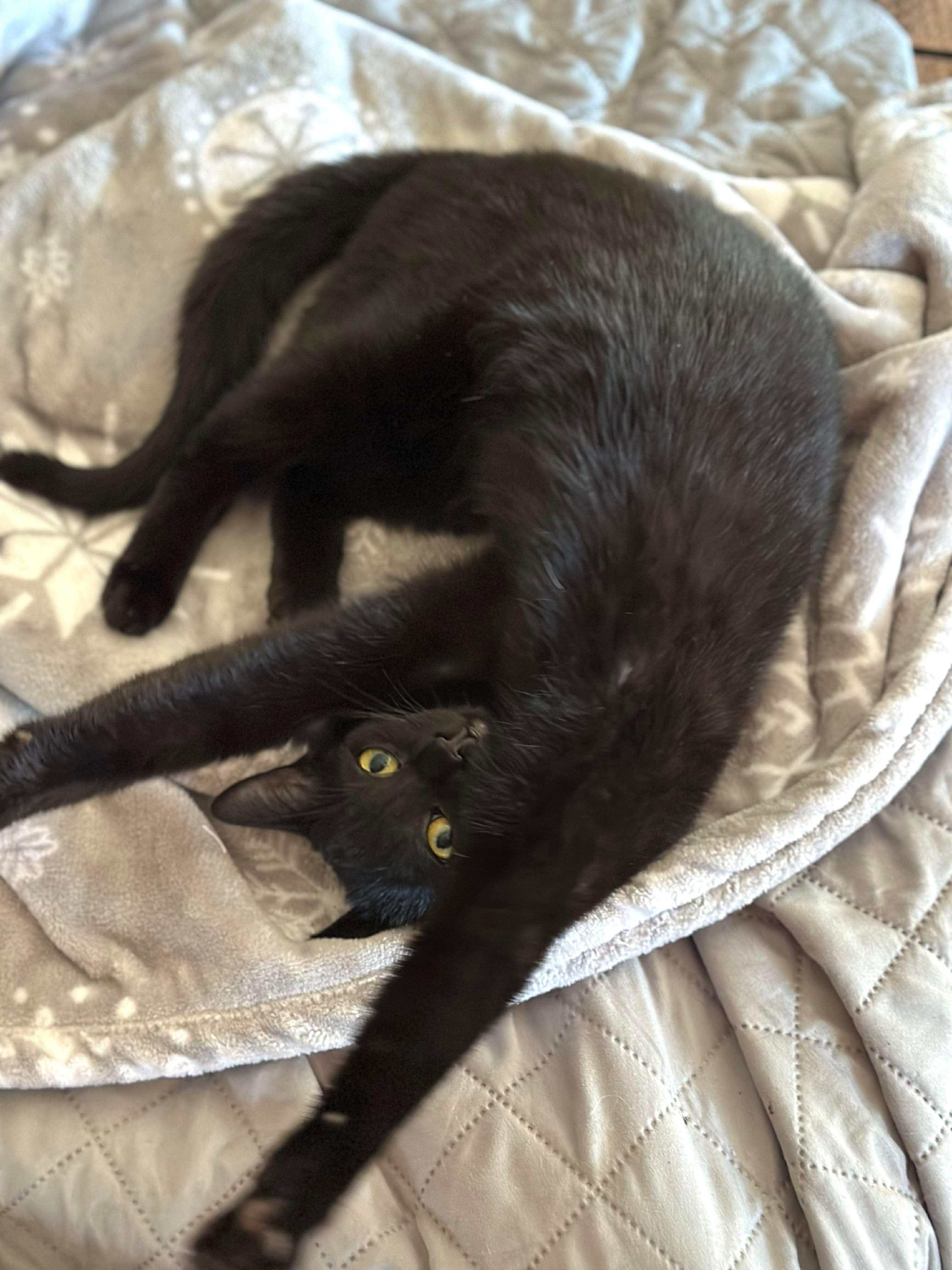 Fifi , a Adoptable mixed breed in Fort Oglethorpe, GA image 1/6