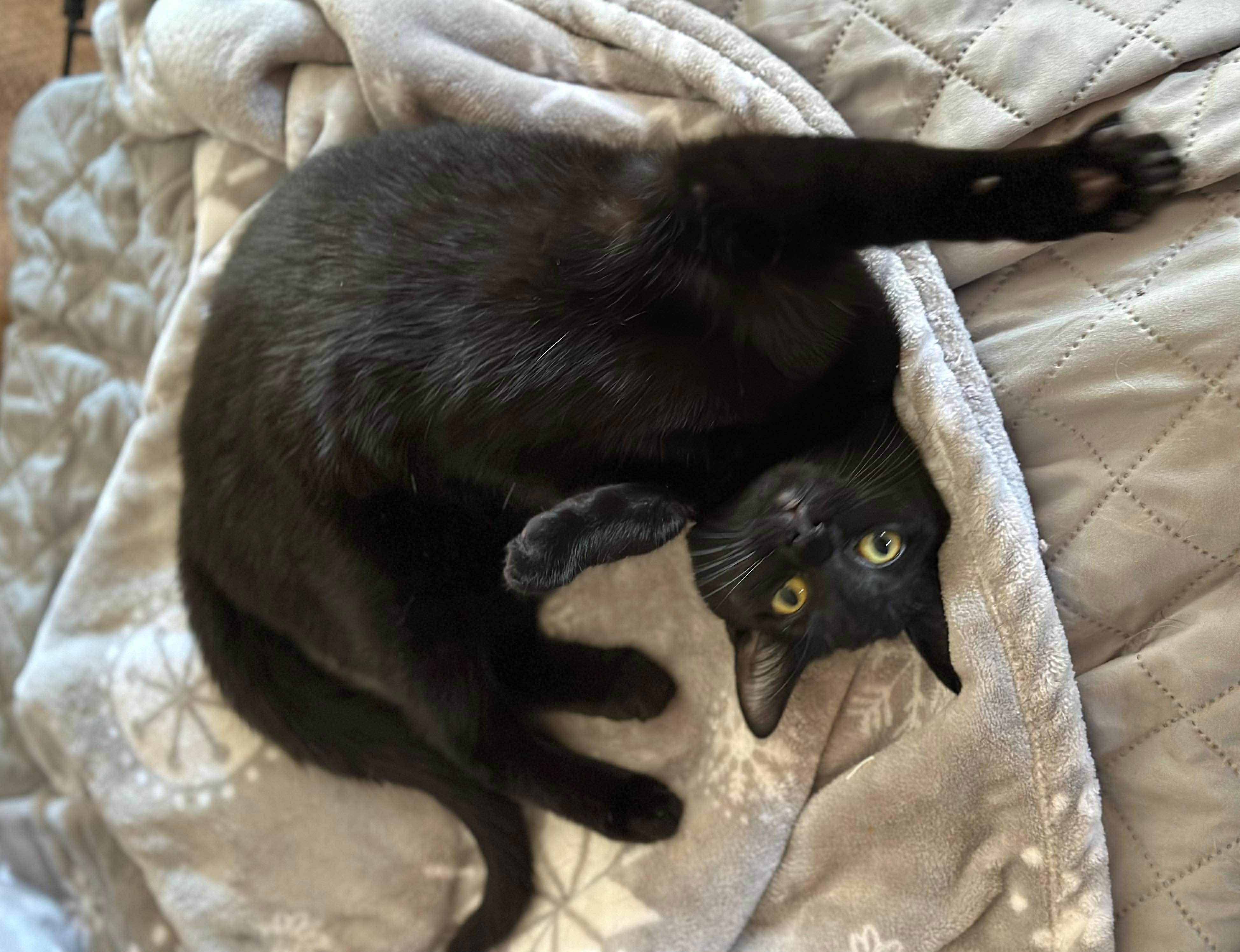 Fifi , a Adoptable mixed breed in Fort Oglethorpe, GA image 6/6