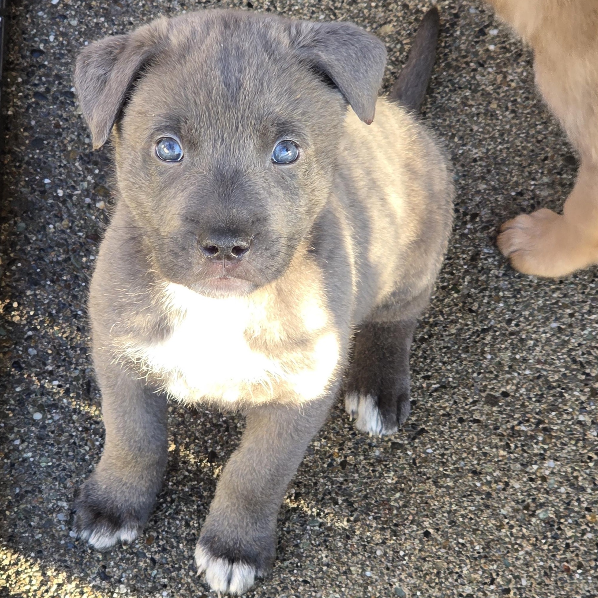 Coho , adopted, Young Male Pit Bull Terrier.