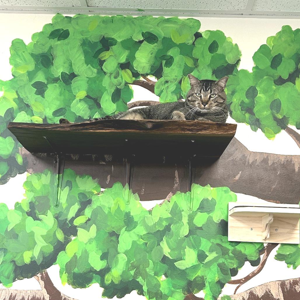Dude, Adoptable, Adult Male Domestic Medium Hair.