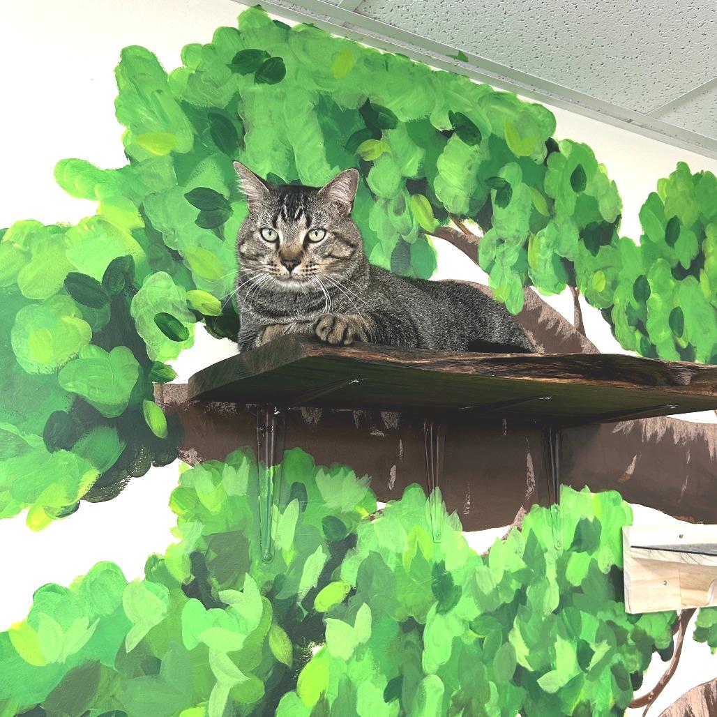 Enlarge Dude, a Adoptable Domestic Medium Hair in Huntsville, AL image 2/4