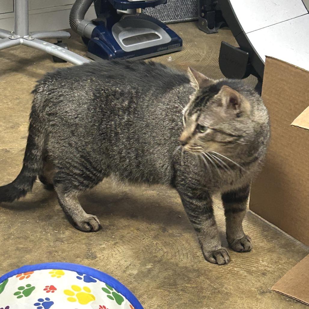 Enlarge Dude, a Adoptable Domestic Medium Hair in Huntsville, AL image 1/1