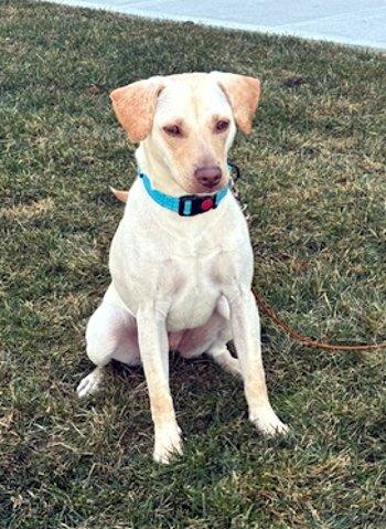 Enlarge Pumpkin, a ADOPTABLE mixed breed in Bedford Hills, NY image 2/5