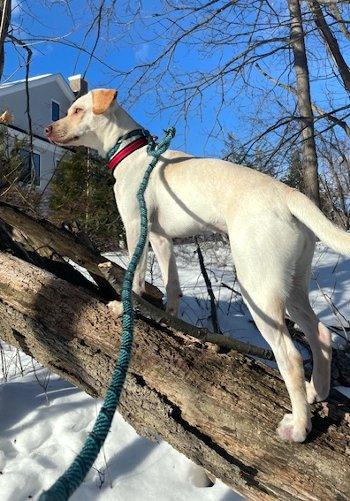 Enlarge Pumpkin, a ADOPTABLE mixed breed in Bedford Hills, NY image 4/5