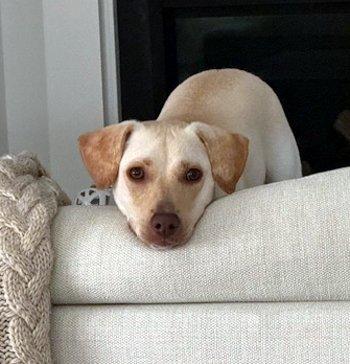 Enlarge Pumpkin, a ADOPTABLE mixed breed in Bedford Hills, NY image 1/5