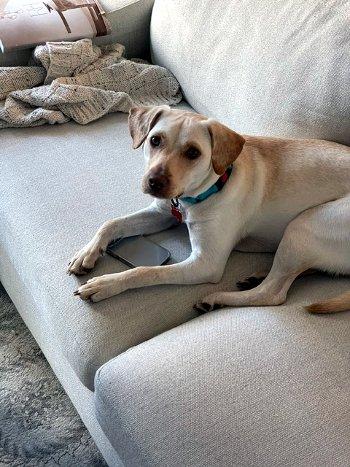 Pumpkin, a ADOPTABLE mixed breed in Bedford Hills, NY image 3/6