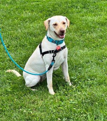Pumpkin, a ADOPTABLE mixed breed in Bedford Hills, NY image 3/6