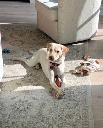 Enlarge Pumpkin, a ADOPTABLE mixed breed in Bedford Hills, NY image 2/5