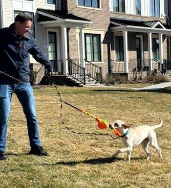 Enlarge Pumpkin, a ADOPTABLE mixed breed in Bedford Hills, NY image 5/5