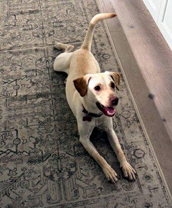 Enlarge Pumpkin, a ADOPTABLE mixed breed in Bedford Hills, NY image 3/5