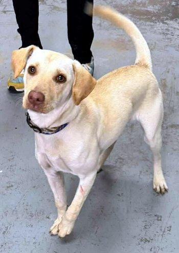 Enlarge Pumpkin, a ADOPTABLE mixed breed in Bedford Hills, NY image 1/1