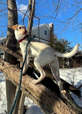 Enlarge Pumpkin, a ADOPTABLE mixed breed in Bedford Hills, NY image 5/5