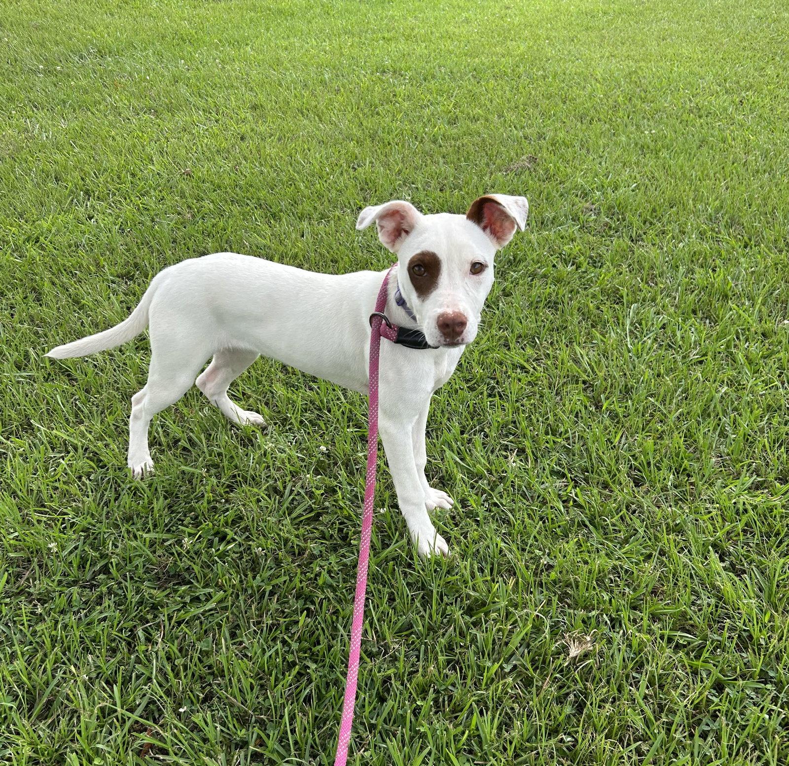 Molleigh, Adoptable, Young Female Mixed Breed.