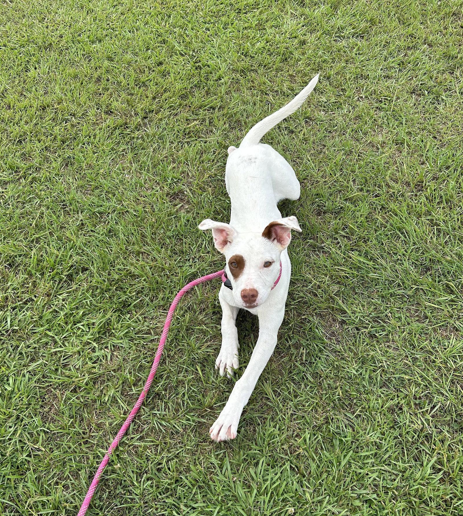 Molleigh, a Adoptable Mixed Breed in Monticello, MS image 2/3