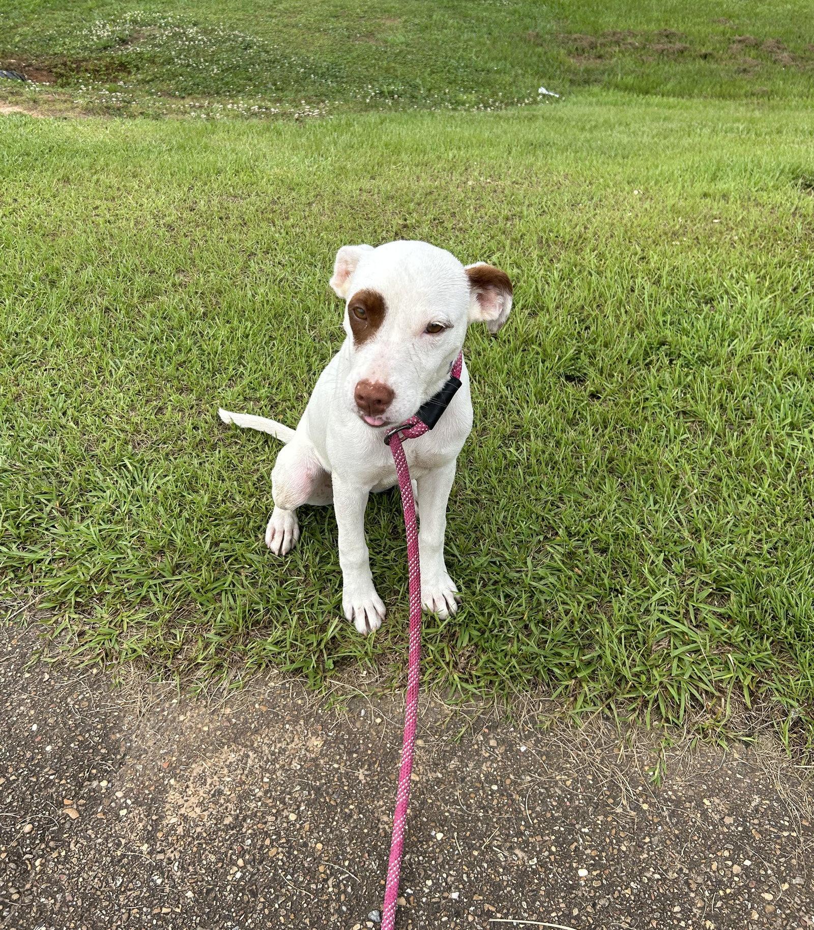 Molleigh, a Adoptable Mixed Breed in Monticello, MS image 3/3