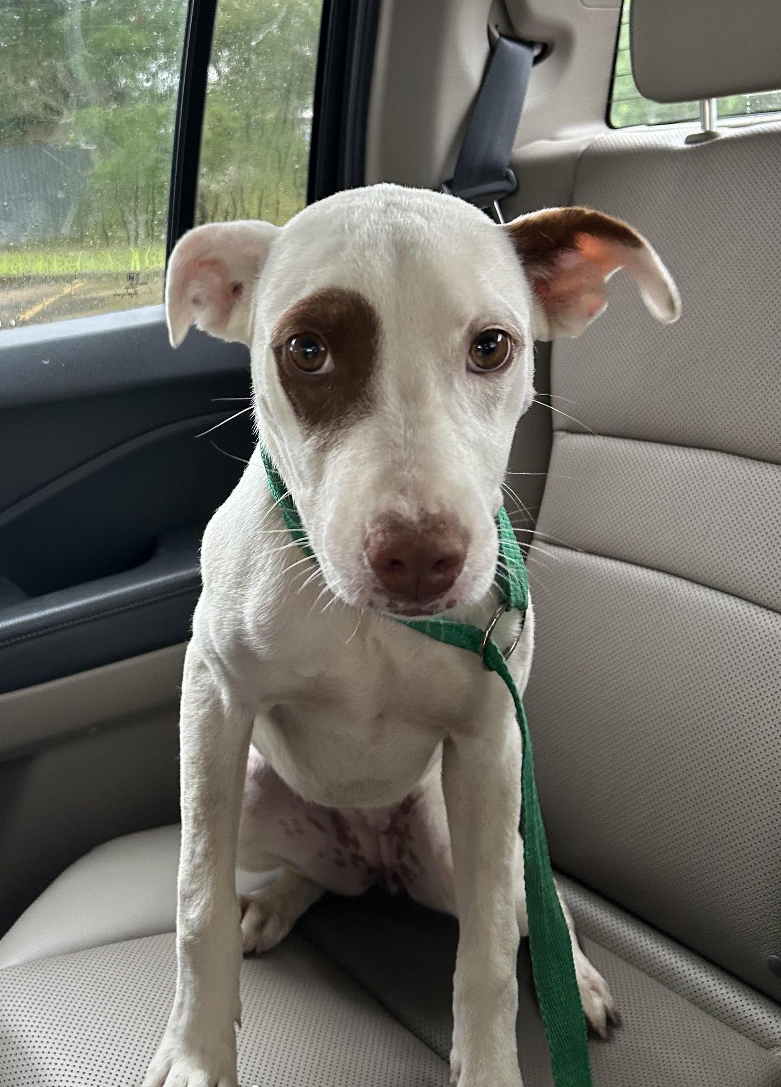 Enlarge Molleigh, a Adoptable Mixed Breed in Monticello, MS image 2/3