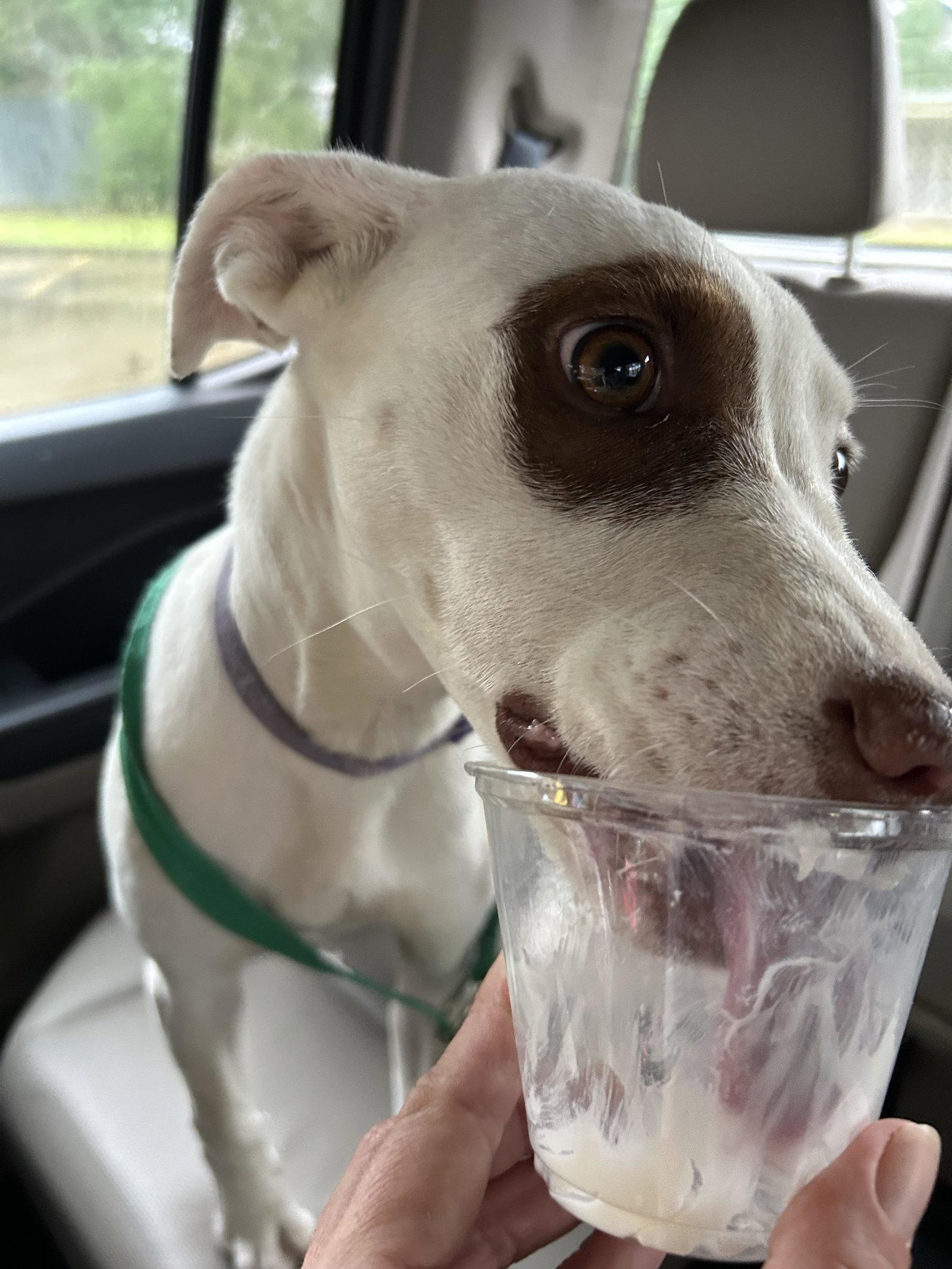 Enlarge Molleigh, a Adoptable Mixed Breed in Monticello, MS image 3/3