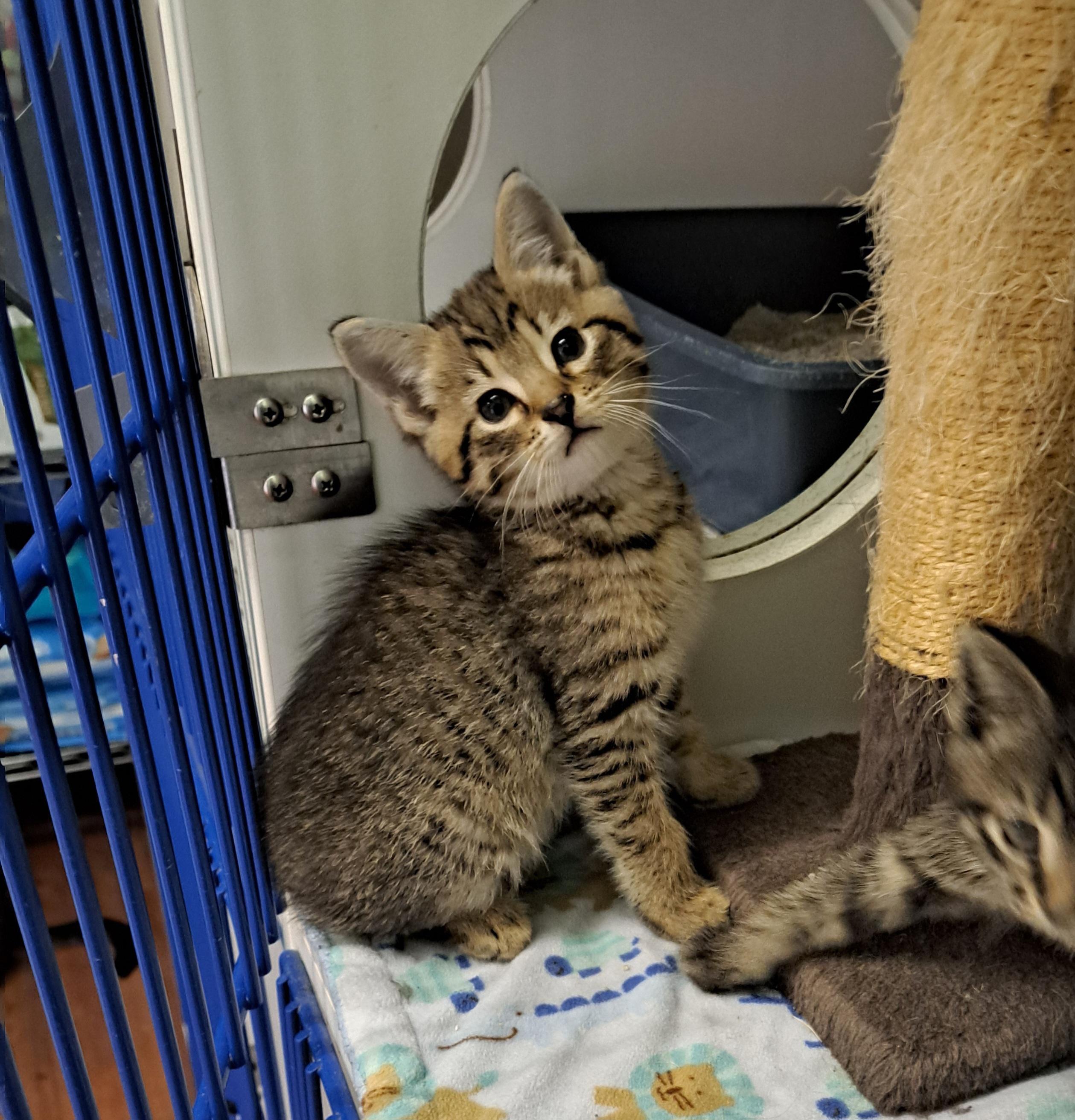 Skittles, Baby Female Tabby