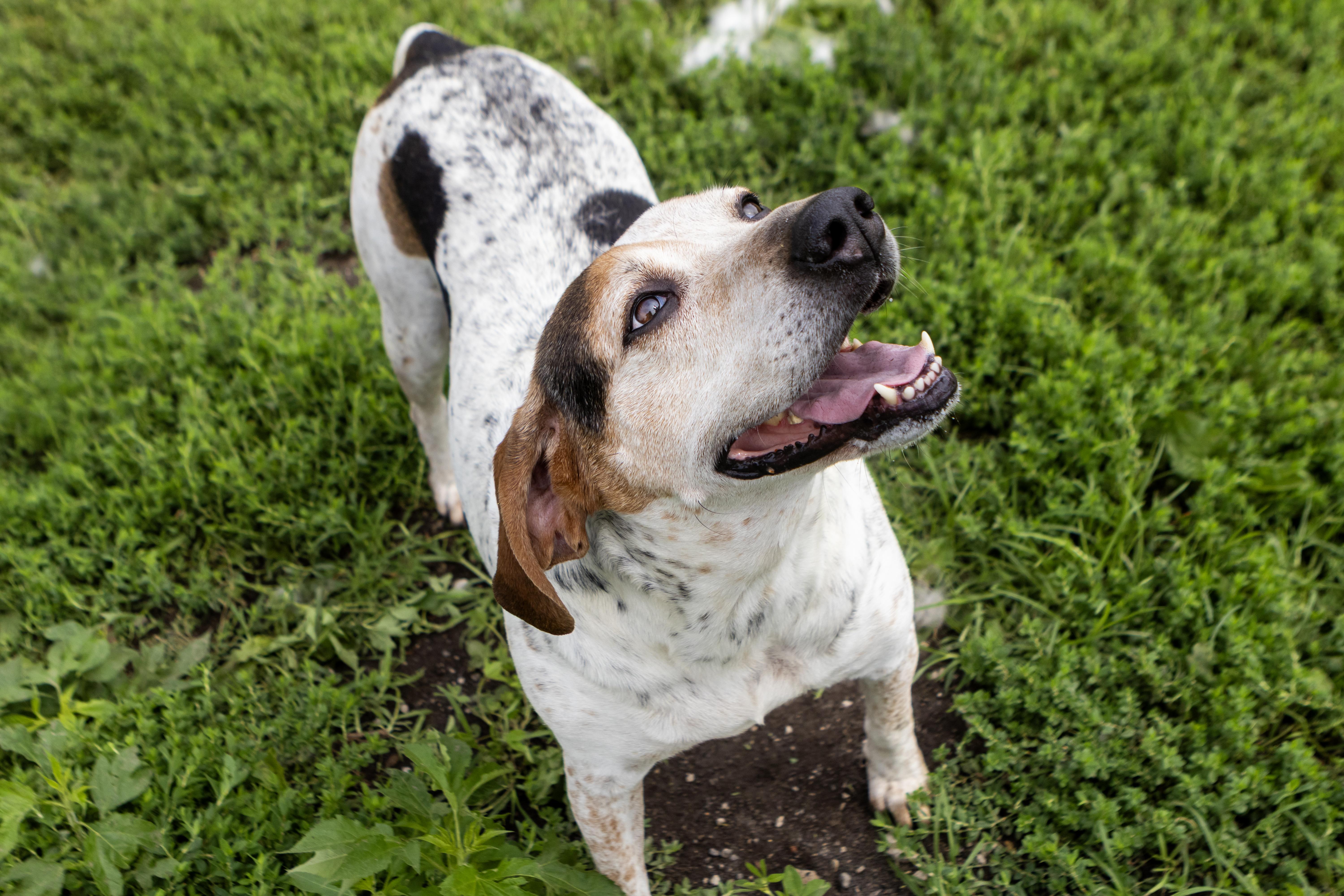 Enlarge Liza Jane, a ADOPTABLE Bluetick Coonhound in Michigan City, IN image 2/6