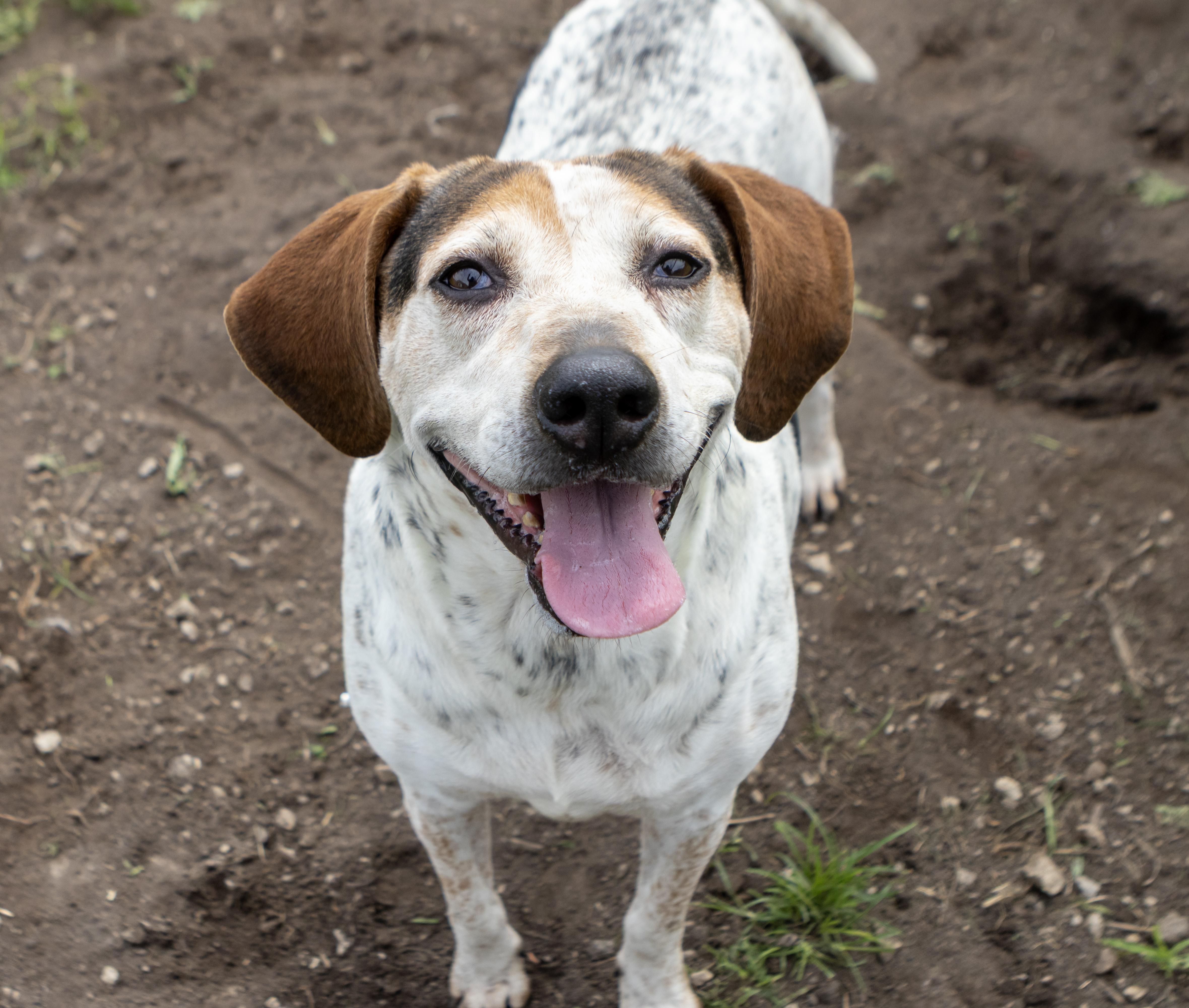 Liza Jane, ADOPTABLE, Adult Female Bluetick Coonhound.