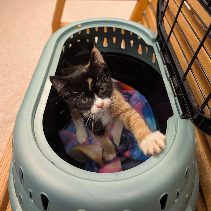 Asuna, Adopted, Kitten Female Domestic Short Hair.