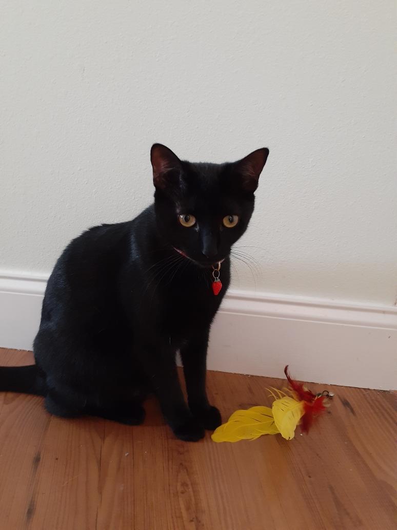 Kiwi, a Adoptable Domestic Short Hair in Wimauma, FL image 5/6
