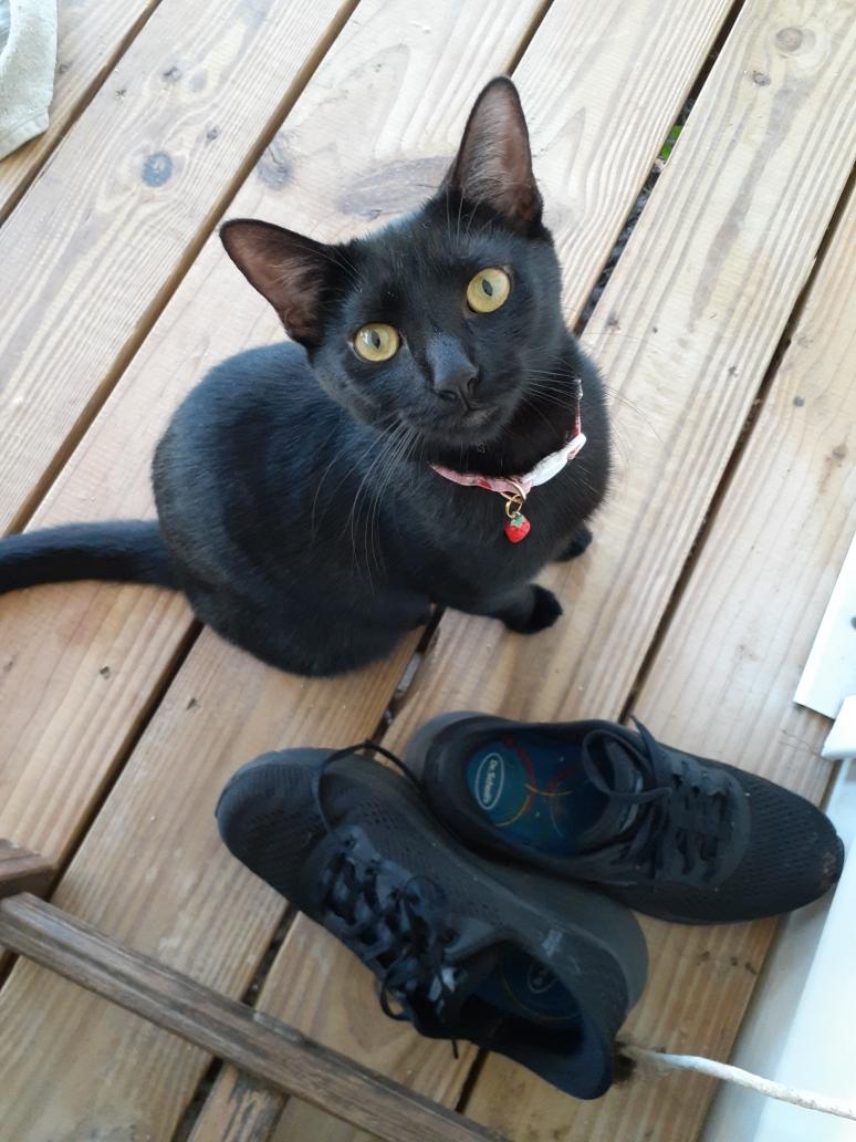 Kiwi, a Adoptable Tuxedo in Wimauma, FL image 5/5