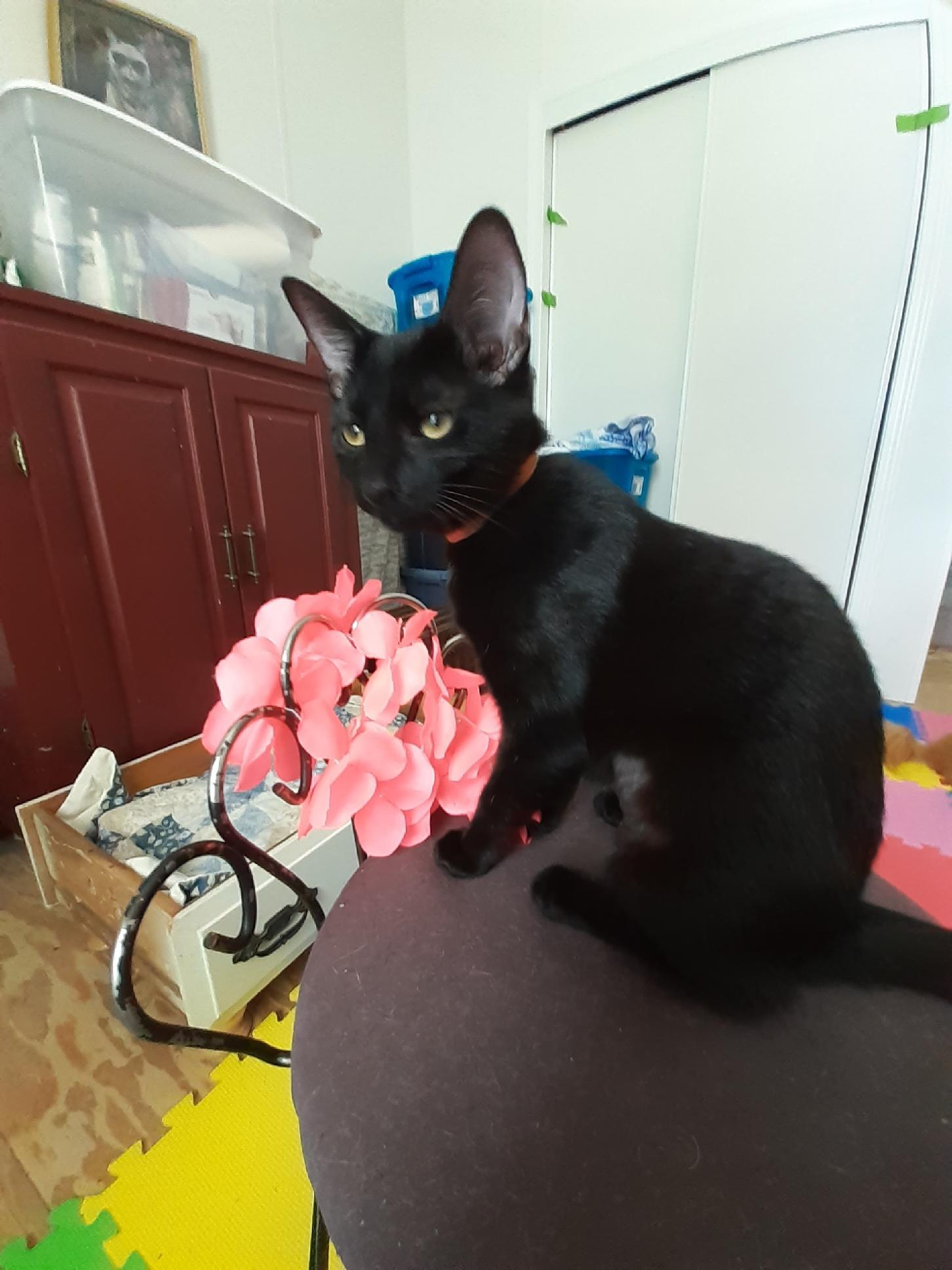 Kiwi, a Adoptable Domestic Short Hair in Wimauma, FL image 2/6