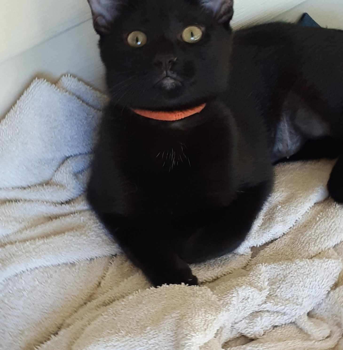 Kiwi, a Adoptable Domestic Short Hair in Wimauma, FL image 3/6